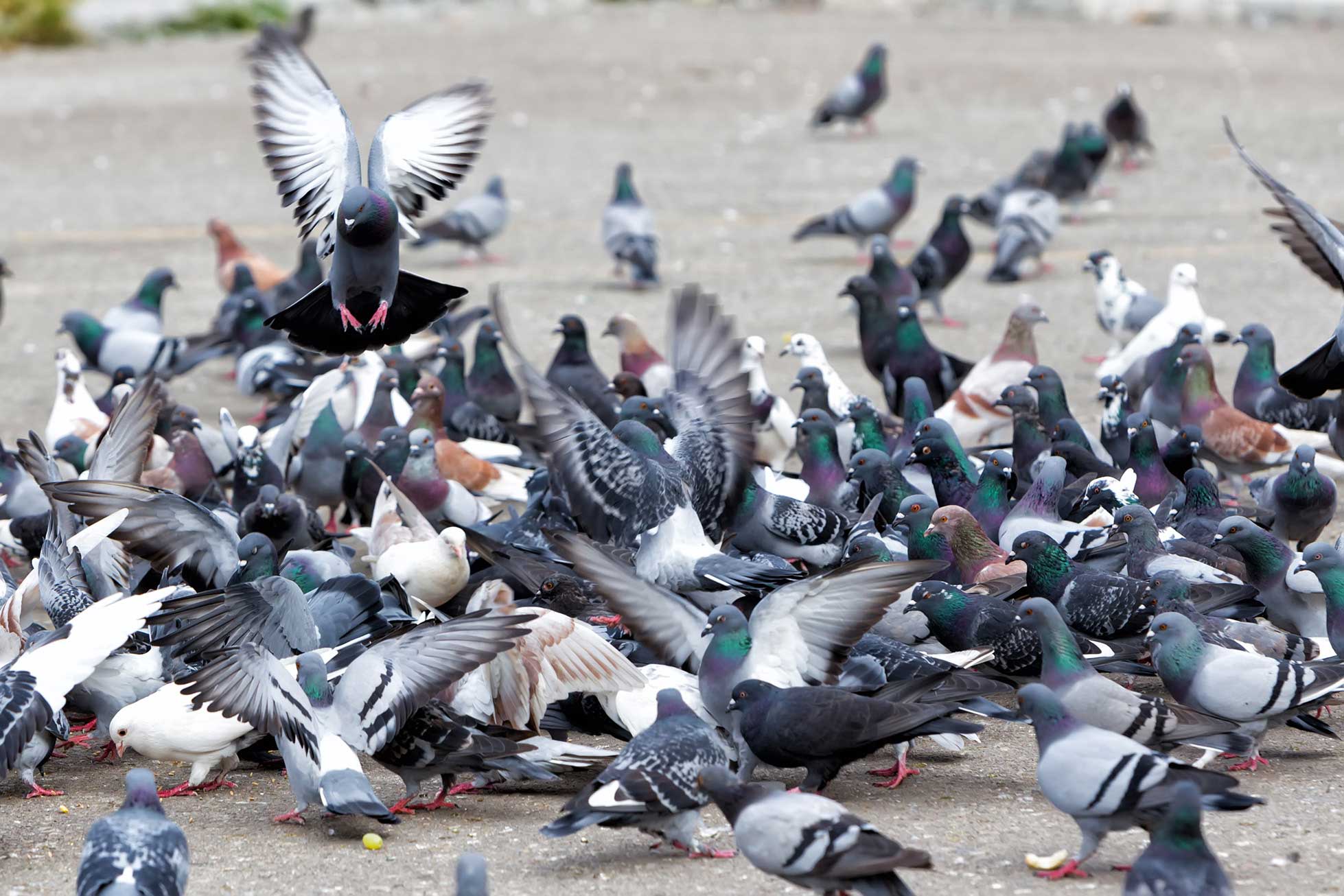 Feral Pigeons Pest Control