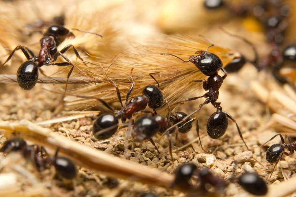 Garden Ants Pest Control